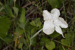 Nightflowering wild petunia